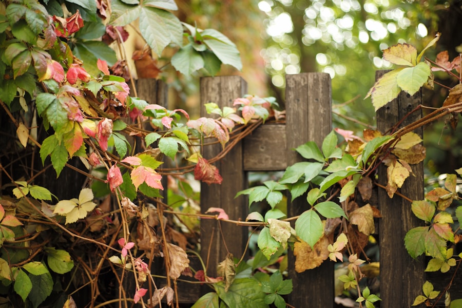Photo Autumn gardening tips
