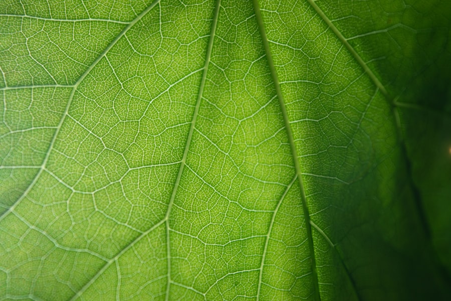 Biodegradable Textiles
